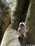 Baby Collared Scops Owl DSC_2166