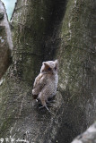 Baby Collared Scops Owl DSC_2174