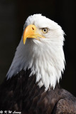 Bald eagle DSC_3683