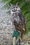  Western screech owl DSC_3719