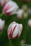 Tulip DSC_5520