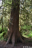 Tongass National Forest DSC_3635