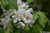 Cherry blossom DSC_5381