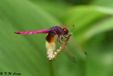 Trithemis aurora DSC_8045