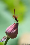 Trithemis aurora DSC_5256