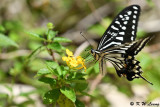Papilio xuthus DSC_1788
