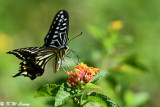 Papilio xuthus DSC_1630