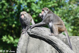 Formosan rock macaque DSC_3802