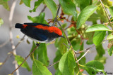 Scarlet-backed Flowerpecker DSC_8947