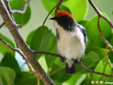 Scarlet-backed Flowerpecker DSC_0177