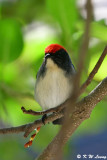 Scarlet-backed Flowerpecker DSC_0962