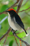 Scarlet-backed Flowerpecker DSC_0978