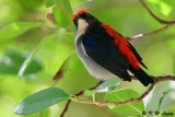Scarlet-backed Flowerpecker DSC_1085