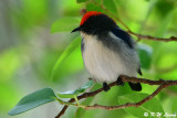 Scarlet-backed Flowerpecker DSC_1763