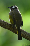 Chinese Bulbul DSC_1999