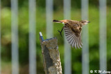 Common Stonechat DSC_2318