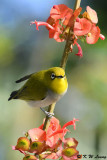 Japanese White-eye DSC_3212