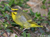 Yellow-fronted Canary DSC_5561