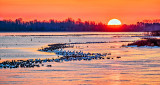 Migrating Geese At Sunrise P1180627-33