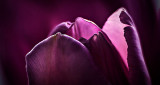 Backlit Pretty Pink Tulip Closeup P1180739-48