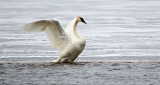 Stretching Swan DSCN03388