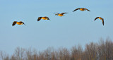 Geese In Flight DSCN03459