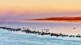 Migrating Geese At Sunrise DSCN03515