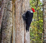 Pileated Woodpecker DSCN03696