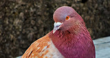 Pretty Pigeon DSCN05140