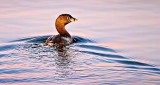 Swimming Grebe At Sunrise P1190370