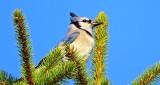 Blue Jay Atop A Pine Tree DSCN06694
