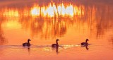 Geese Swimming At Sunrise DSCN06831