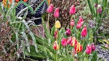 Snowy Tulips DSCN07216