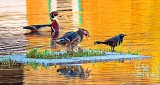 Mrs Wood Duck Scolding A Grackle P1190825