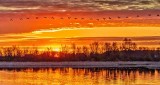 Skein of Geese At Sunrise DSCN07450