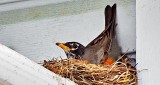 Robin On Nest DSCN08516