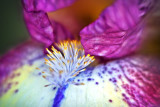 Purple & White Iris Closeup P1200293-5