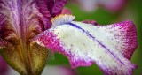 Purple & White Iris Closeup P1200287-9