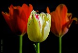 Three Tulips DSCN08622