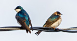 Tree Swallow Cold Shoulder DSCN08744