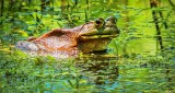 Bullfrog DSCN09708-9