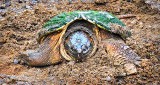 Turtle Laying Eggs DSCN09879