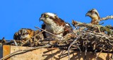 Osprey Family DSCN10465