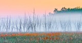 Dead Trees In Sunrise Ground Fog DSCN10665-7