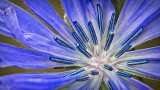 Blue Wildflower Closeup DSCN11162-3