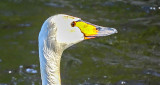 Swan Head-JPG DSCN11462