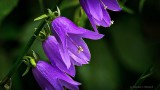 Purple Wildflower DSCN12086