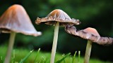 Mushrooms DSCN12229