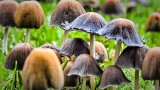 Mushrooms DSCN12202-4