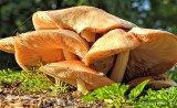 Mushroom Gills DSCN12258
